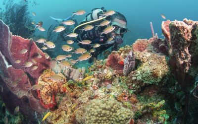 Dive and Adventure